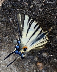 Iphiclides