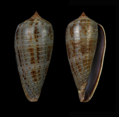 Conus cinereus