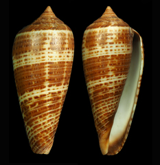 Conus cinereus