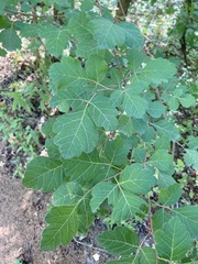 Rhus aromatica serotina