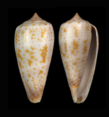 Conus cinereus