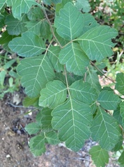 Rhus aromatica serotina