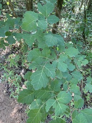 Rhus aromatica serotina