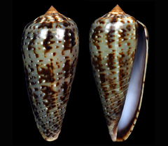Conus cinereus