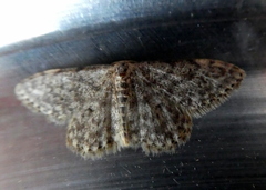 Idaea cervantaria