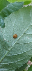 Harmonia axyridis