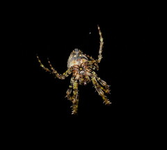 Novaranea courti