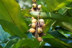Alpinia hainanensis