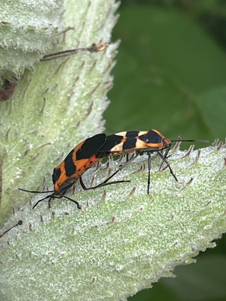 Large Milkweed Bug from Zion Rd, Brookeville, MD, US on July 24, 2022