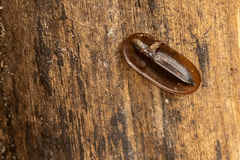 Cossyphus hoffmannseggi