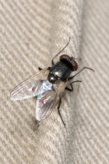 Musca osiris