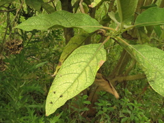 Verbesina arborea