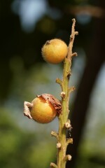 Alpinia hainanensis