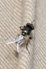 Musca osiris