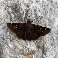 Sovia separata