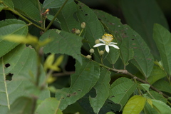 Grewia serrulata