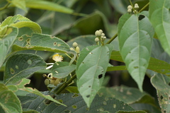 Grewia serrulata