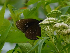 Euploea phaenareta