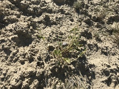 Abronia elliptica