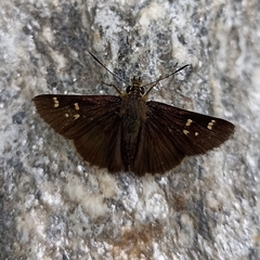 Sovia separata