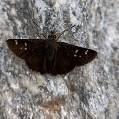 Sovia separata