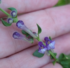 Scutellaria rupestris