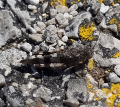 Oedipoda germanica
