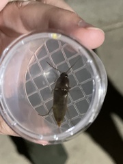 Diplostethus texanus