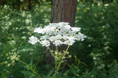Heracleum moellendorffii