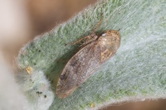 Selenocephalus obsoletus