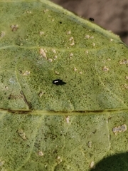 Altica oleracea