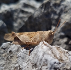 Oedipoda germanica