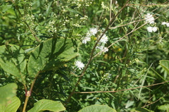 Thalictrum petaloideum
