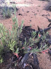 Adenanthos