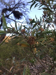 Tessaria dodonaeifolia