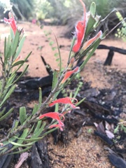 Adenanthos