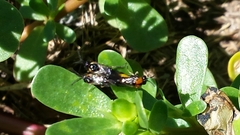 Schizocerella pilicornis
