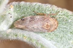 Selenocephalus obsoletus