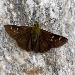Sovia separata