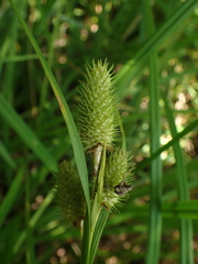 Carex typhina