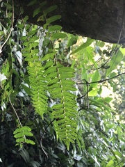 Arthropteris palisotii
