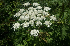 Heracleum moellendorffii