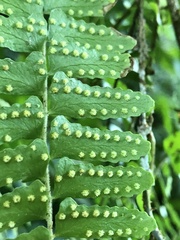 Arthropteris palisotii