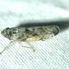 Scaphoideus opalinus
