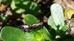 Schizocerella pilicornis