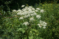 Heracleum moellendorffii