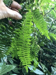Arthropteris palisotii