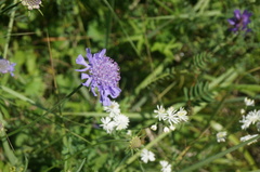 Scabiosa comosa