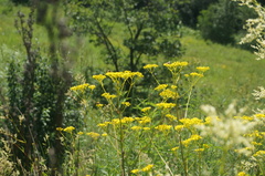 Patrinia scabiosifolia