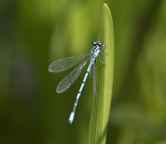 Coenagrion puella
